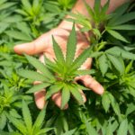 cannabis consultation Australia
