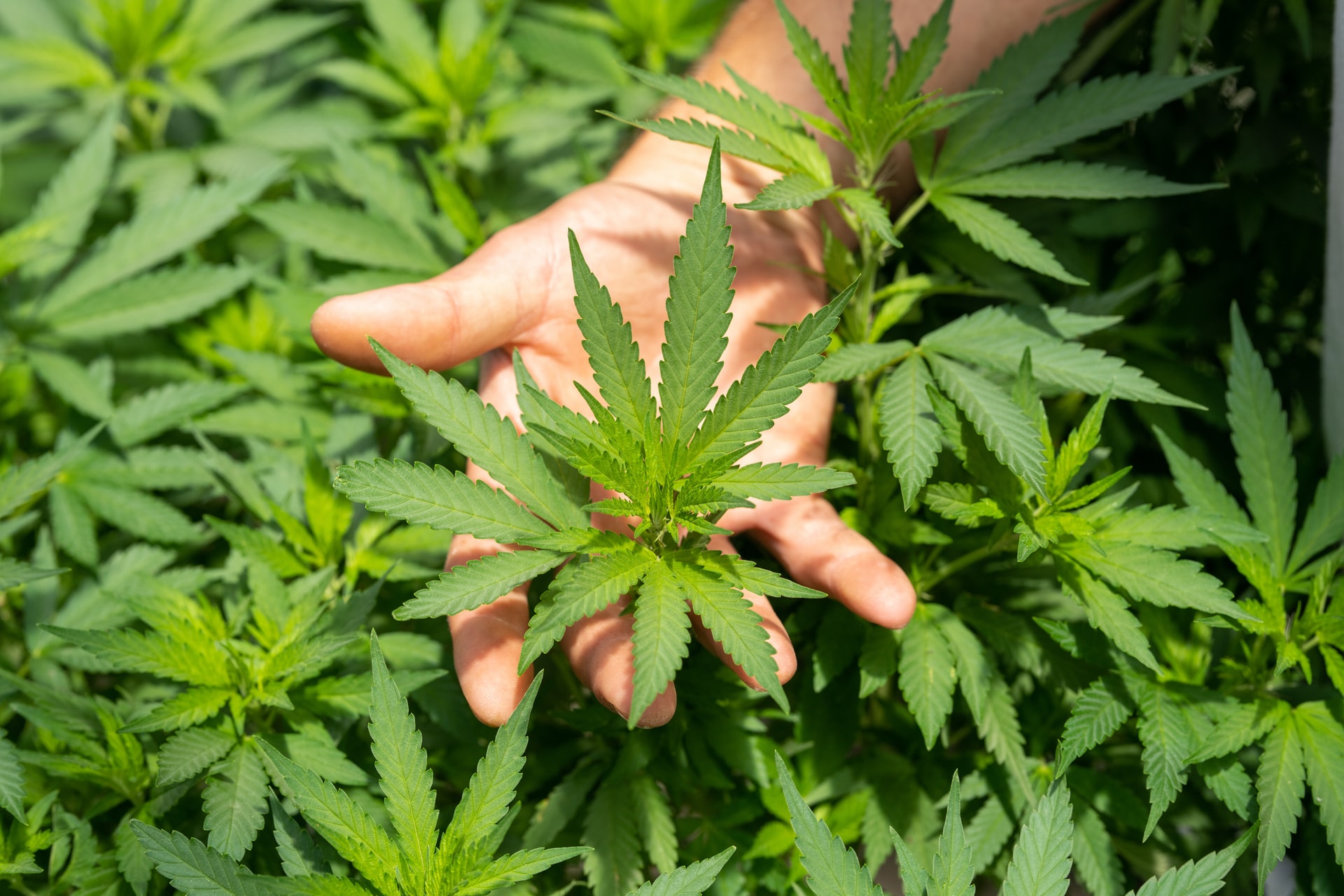 cannabis consultation Australia