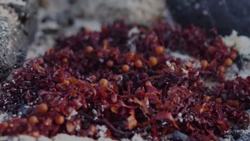 Sea moss