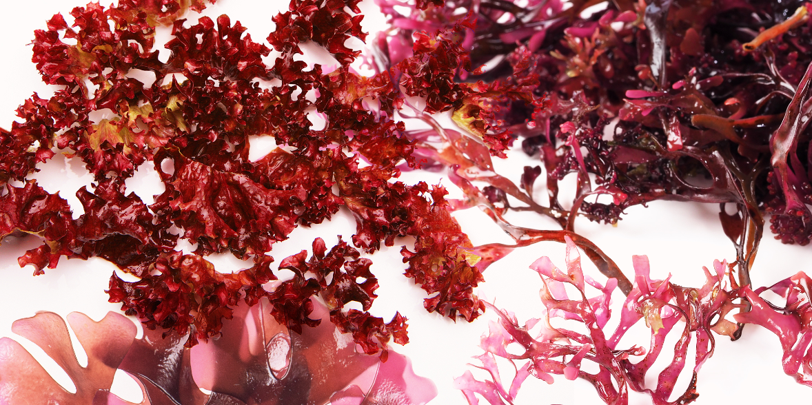 The Many Advantages Of Irish Moss the-many-advantages-of-irish-moss