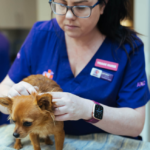 animal dermatology clinic in Dunwoody GA